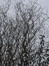 Curly willow twigs for sale  NEWTON ABBOT