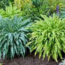 Hosta shade duo for sale Hosta shade duo for sale  PETERBOROUGH
