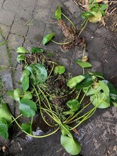 water lilies for sale water lilies for sale  BOLTON