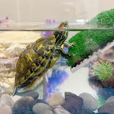 Aquarium tank floating for sale  LONDON