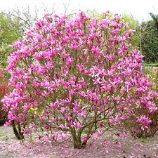 Magnolia susan deciduous for sale  UK