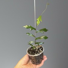 Używany, Ficus sp. Cambodia na sprzedaż  PL