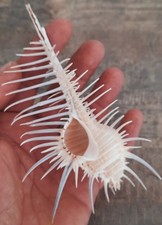 Curiosité coquillage murex d'occasion  Montpellier-