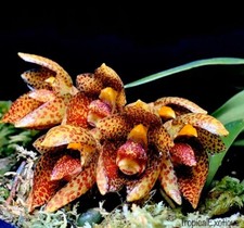 Używany, Orchid Orchidee Orquídea Bulbophyllum austroyunnanense  (5Sr) na sprzedaż  PL