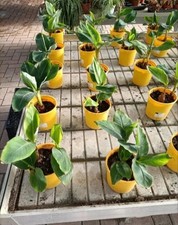 Pianta banano musa usato  Foligno