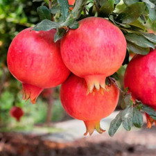 Gal. parfianka pomegranate for sale  Denver