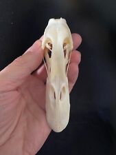 Duck skull genuine. for sale  LLANELLI