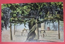 california grape vine for sale california grape vine for sale Markle
