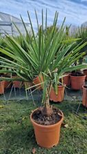 Trachycarpus fortunei litre for sale  WELSHPOOL
