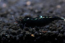Taiwan bee black for sale  Brooklyn
