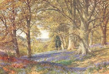 Surrey. slope bluebells for sale  LONDON