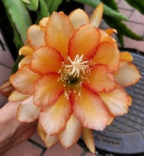 Blattkaktus epiphyllum hybride gebraucht kaufen  Hirschfelde