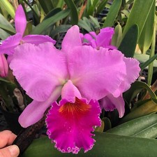 Rhyncholaeliocattleya exotic c for sale  Petaluma