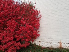 Live dwarf burning for sale  Mcminnville