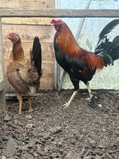 Sweater american gamefowl for sale  MILNTHORPE