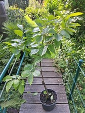 Diospyros kaki lotos gebraucht kaufen  Ennepetal
