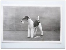 Photo postcard animals d'occasion  Expédié en Belgium