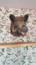 Large boars head for sale  UTTOXETER