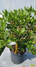 Rhododendron 10 liter gebraucht kaufen  Solingen
