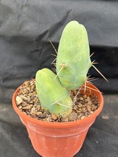 Echinopsis monster cactus usato  Massafra