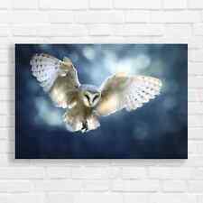 Majestic barn owl for sale  ARDROSSAN