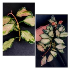 Hoya nabawanensis variegata gebraucht kaufen  Ennigerloh