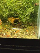 1.25 super red for sale  Lake City