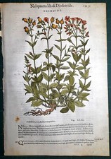 Stampa antica mattioli usato  Lecco