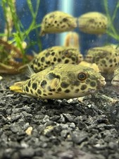 Spotted congo puffer for sale  Garfield