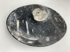 Fossil goniatite ammonite for sale  BRADFORD