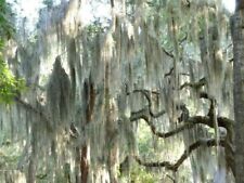 Spanish moss live for sale  Jacksonville