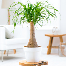 Beaucarnea recurvata 40cm for sale  UK