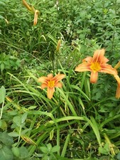 day lilies for sale day lilies for sale Warren