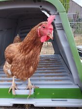 Boarding coop let for sale  SOMERTON