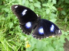 Photo common egg for sale  FAVERSHAM