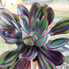 Echeveria nodulosa rare for sale  Miami