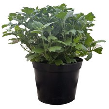 Perfect plants chrysanthemum for sale  HAILSHAM