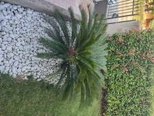 Piante giardino usato  Travagliato