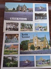 norfolk lavender for sale norfolk lavender for sale NORTHAMPTON