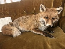 Taxidermy fuchs teilweise gebraucht kaufen  Schöneck