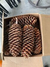 Sugar pine cones for sale  Mccloud