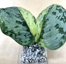huge plant potted for sale  Georgetown