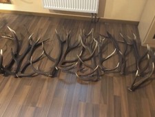 Abwurfstangen hirsch gebraucht kaufen  Kirchenthumbach