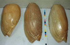 Grandi conchiglie melo usato  Italia