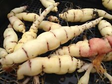 Mashua large tubers for sale  MITCHELDEAN