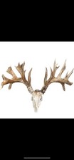 Massive point whitetail for sale  Indianapolis