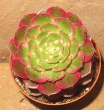 Aeonium kaleidoscope variegata gebraucht kaufen  Falkensee