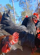 French black copper for sale  Tallahassee