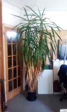 Large yucca plant for sale  LONDON