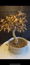 Faggio bonsai yamadori for sale  Shipping to Ireland